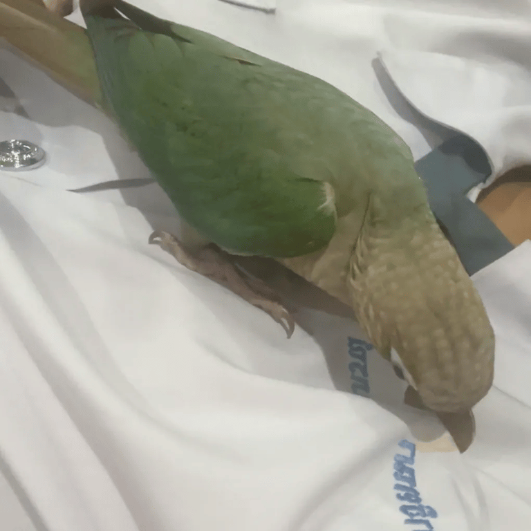 อั่งเปา