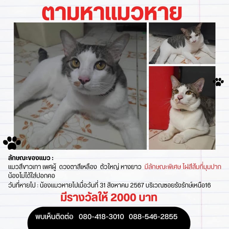 แม็กกี้