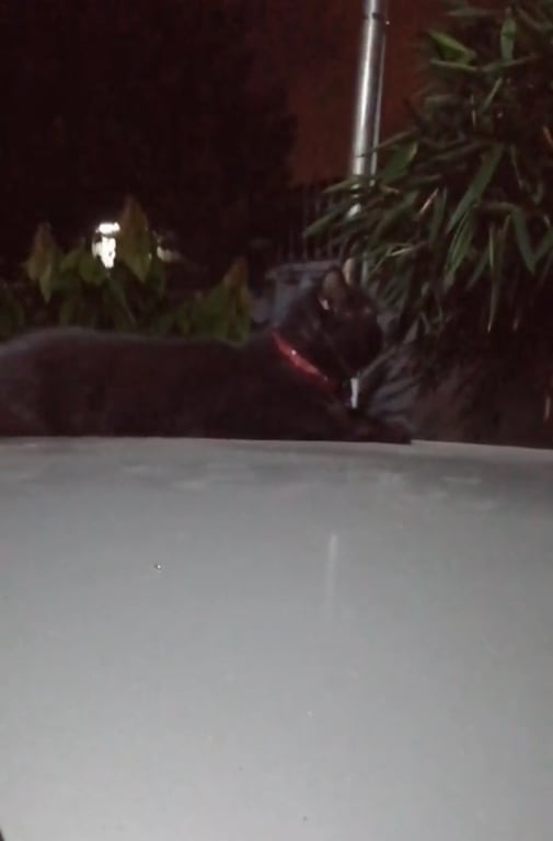 ตามหาเจ้าของแมว เชื่อง ติดคนมาก