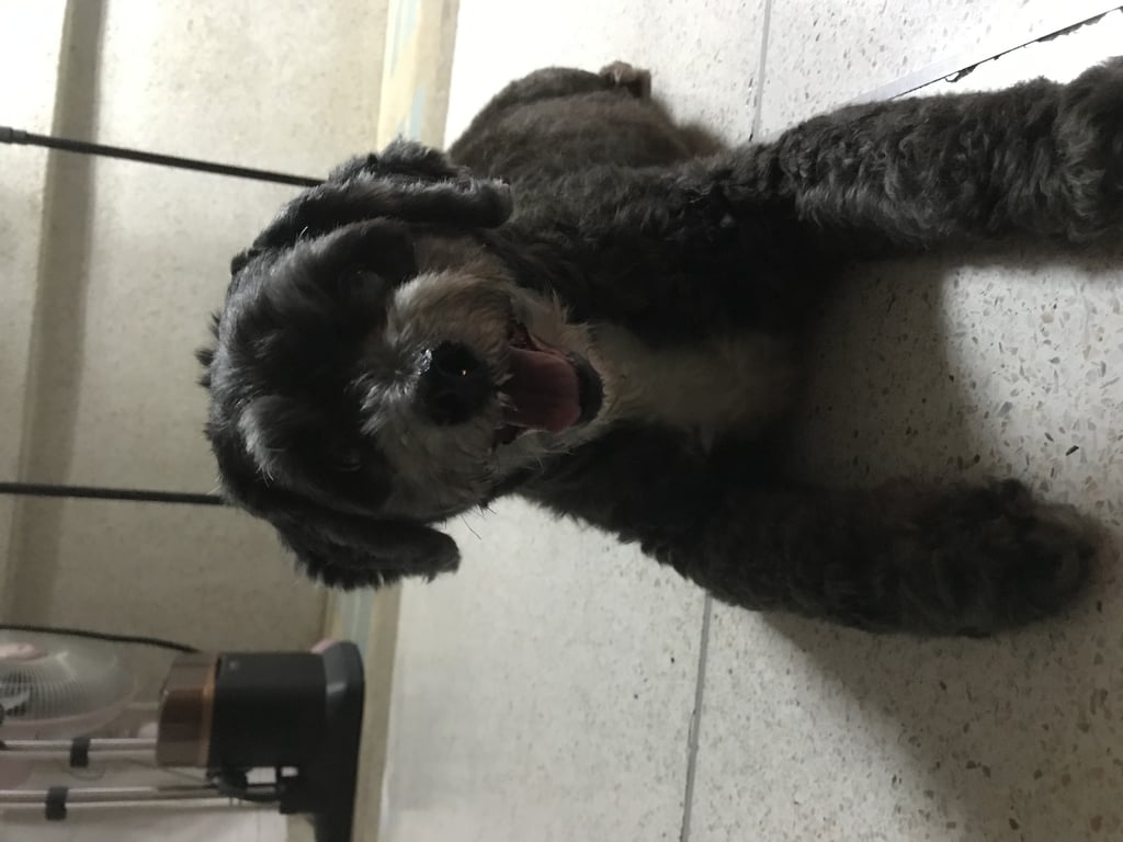 ตามหาเจ้าของหมา ขนสีดำ คอมีสีขาวๆ อายุมากน่าจะ 7 ปีขึ้น ฟันเหลือไม่กี่ซี่ เชื่อง ติดคน