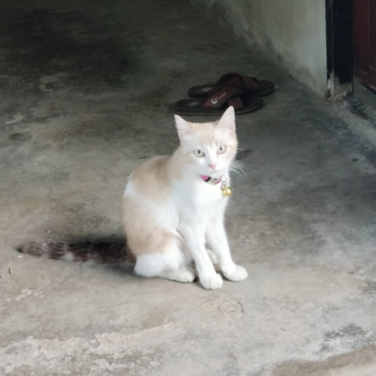 ด๊อบบี้