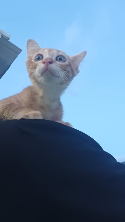 ตามหาเจ้าของแมว มีสีขาวเปื้อนที่หัวสองข้าง แมวเด็กสีส้มตัวเมีย