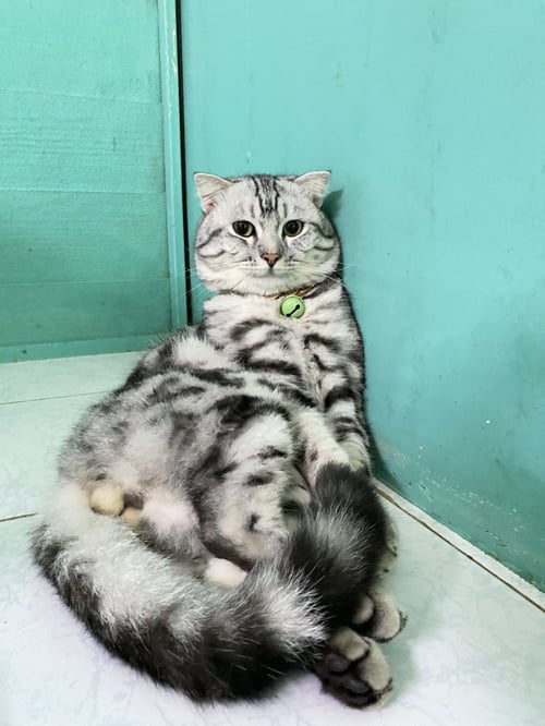 กุชชี่