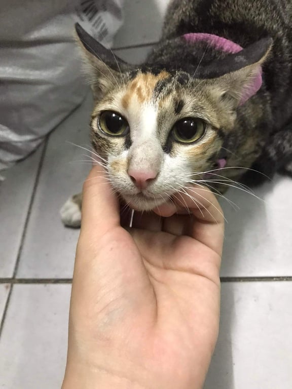 ตามหาเจ้าของแมว ปลายหางหัก น้องเชื่อง ปากล่างมีสีดำที่ฝั่งครึ่งซ้าย ฝั่งขวาสีชมพู