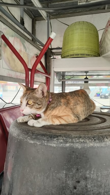 ตามหาเจ้าของแมว หางขอด น้องไม่ดุ ดูเชื่องๆ