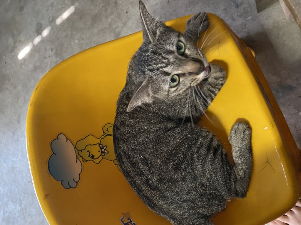 ตามหาเจ้าของแมว น้องขี้อ้อนไม่ค่อยร้องไม่กลัวคน ตรงหางกระดูกน้องงอเล็กน้อยแค่ตรงปลายหาง