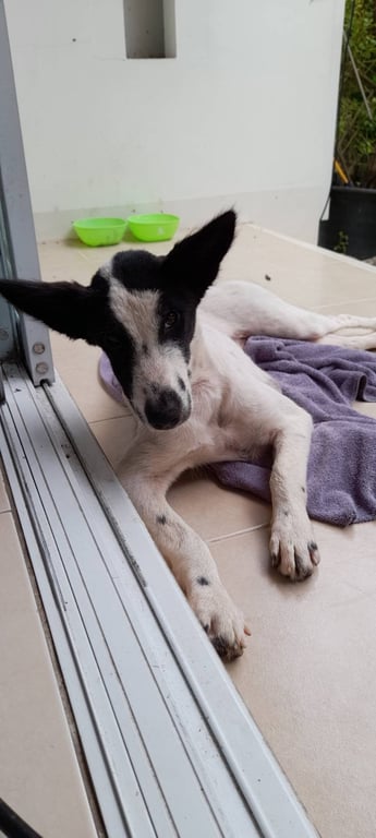 ตามหาเจ้าของหมา วันนี้ (5 ส.ค. 2566) เจอน้องเดินหลงอยู่บริเวณหน้าหมู่บ้านทิพภิรมย์ หางดง (หรือดีญ่า วาเลย์ หางดง) เบื้องต้นตอนนี้ได้พาน้องมาไว้ที่บ้านก่อน โดยได้ให้น้องกินอาหารเม็ด/น้ำ และอาบน้ำให้แล้วค่ะ 
** น้องเดินเบี้ยวๆ เอียงๆ ด้านซ้าย (แต่ลุกนั่งได้) ตาขวาเป็นฝ้าเหมือนมองไม่เห็น อ้าปากกว้างไม่ได้ (แต่กินข้าว/น้ำได้) แต่โดยรวม น่าจะเป็นหมาเลี้ยง เพราะมีรอยการตัดขนค่ะ**  
.
ปล.  เมื่อ 2-3 วันก่อน มีคนเจอน้องที่กาดฝรั่ง (หางดง) และได้โพสต์ตามหาเจ้าของ แต่ไม่รู้เหมือนกันว่า น้องหลงมาอยู่ที่หมู่บ้านได้ยังไงค่ะ