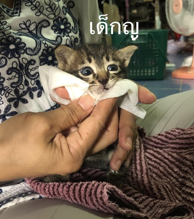 ตามหาเจ้าของแมว น้องอายุ 1 เดือนกำลังจะตกน้ำเลยช่วยไว้ อยากหาบ้านอบอุ่นให้น้องค่ะเพราะทางนี้เลี้ยงเพิ่มไม่ได้แล้ว