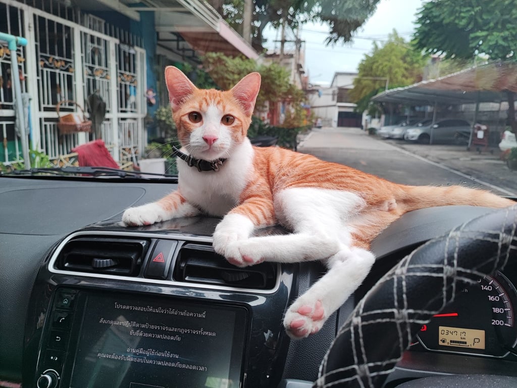 เสืออ้วน