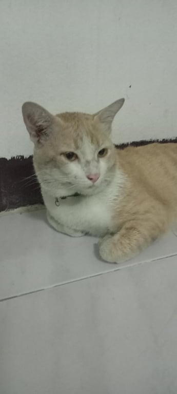 ตามหาเจ้าของแมว เจอน้องที่เคหะคลองหลวง นวนคร