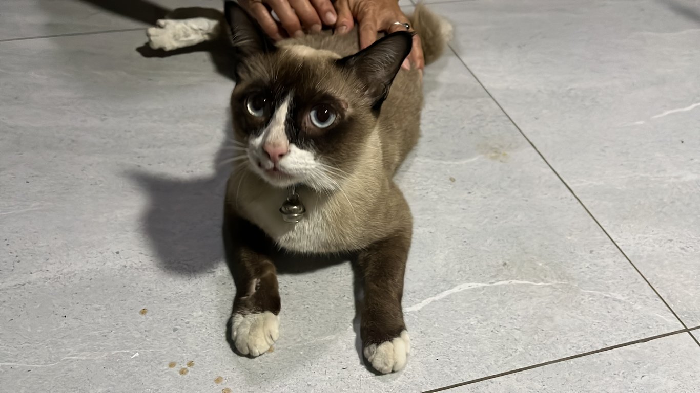 ตามหาเจ้าของแมว ตาดำขอบสีฟ้า ,หางคด, ปลอกคอเขียว ,
ค่อยข้างเรียบร้อย ,ฉลาด ,ไม่ดุ