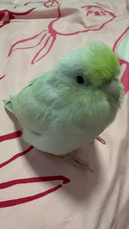โยโย่