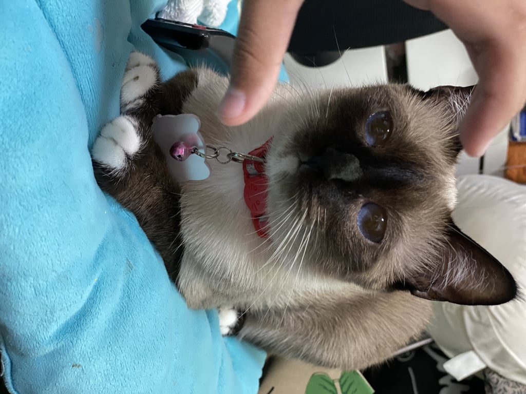 ฮารุ