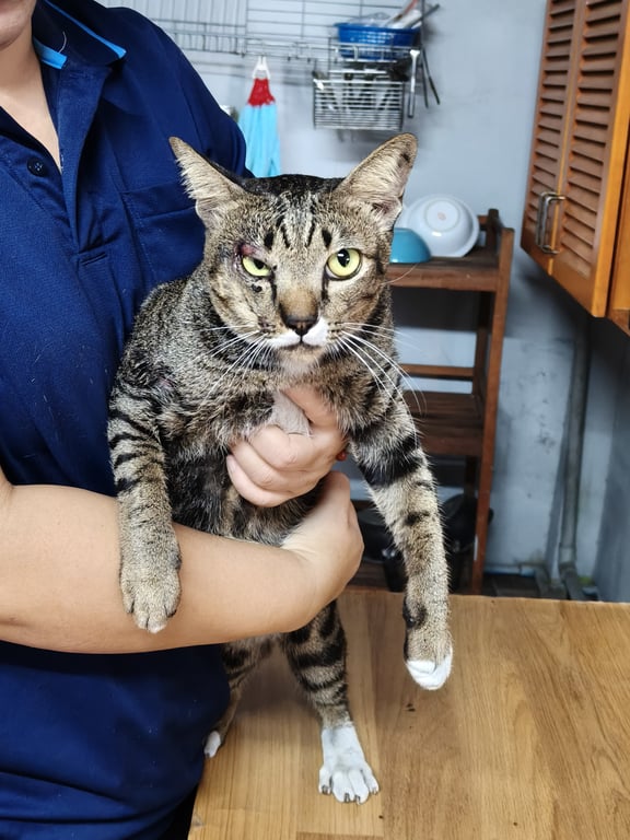 ตามหาเจ้าของแมว น้องมีถุงเท้าสีขาว 3 ขา หน้าซ้ายและหลังสองข้าง