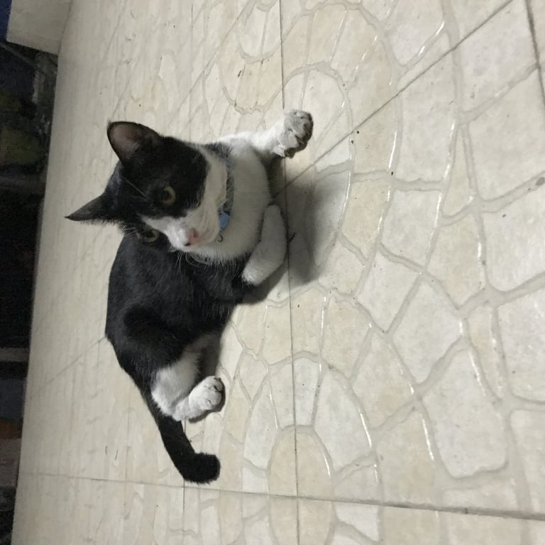 ตามหาเจ้าของแมว ทำหมันแล้ว ขาขวาหลังมีเหล็กดามอยู่ เชื่อง แต่ไม่ยอมเข้าบ้าน เดินไปเดินมาในซอย