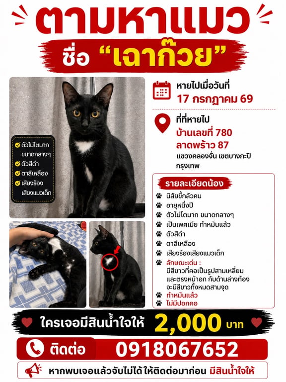 เฉาก๋วย