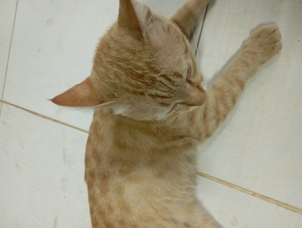 ตามหาเจ้าของแมว ไม่กลัวคน ค่อนข้างเชื่อง เสียงร้องแอ๊ะแอ๊ว
มาอยู่ให้แมวที่บ้านตบได้หลายวันแล้ว ไม่แน่ใจว่าโดนทำหมันหรือไข่เล็ก