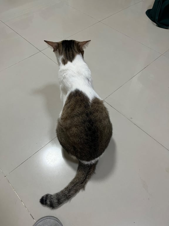 มาเล