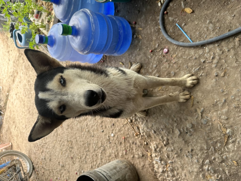 ตามหาเจ้าของหมา ตาสีฟ้า