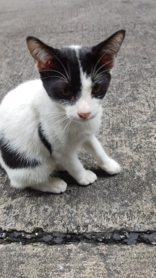 น้องงัว