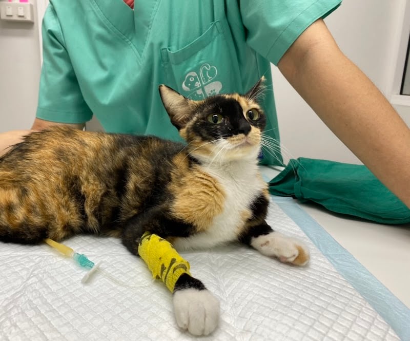 รักษาสัตว์แม่สอด โอฮาน่า (Ohana Animal Clinic)