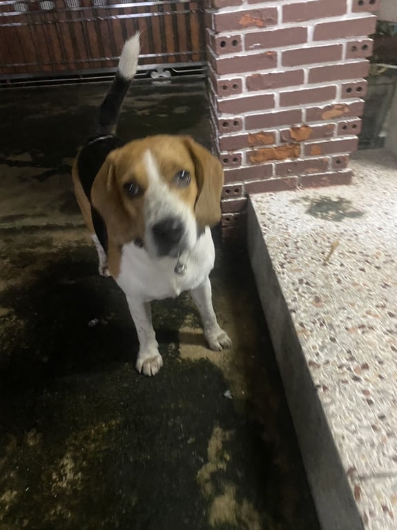 ตามหาเจ้าของหมา 