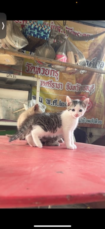 ปื๊ด