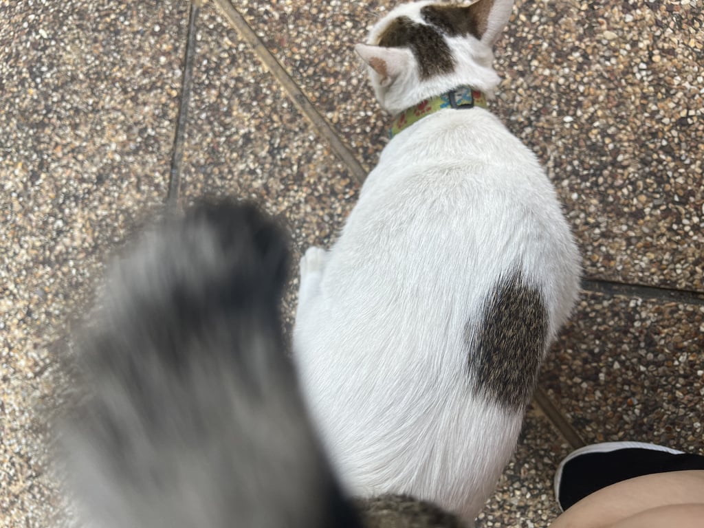 ตามหาเจ้าของแมว แมวน่าจะเพศเมียค่ะ อยู่ใต้ CC condo2 เขาน้อยพัทยาตั้งแต่วันที่ 20/12/66