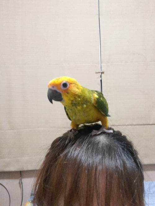 โมโม่