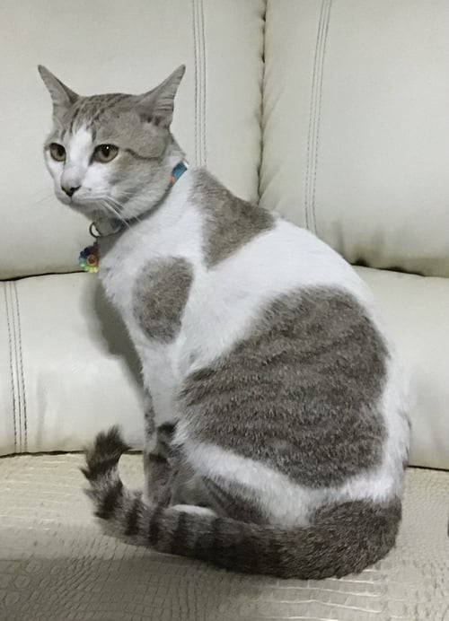 อาเหมียว