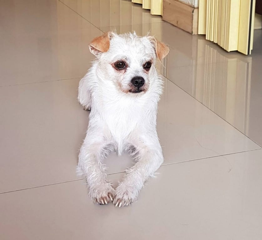 ชีโร่