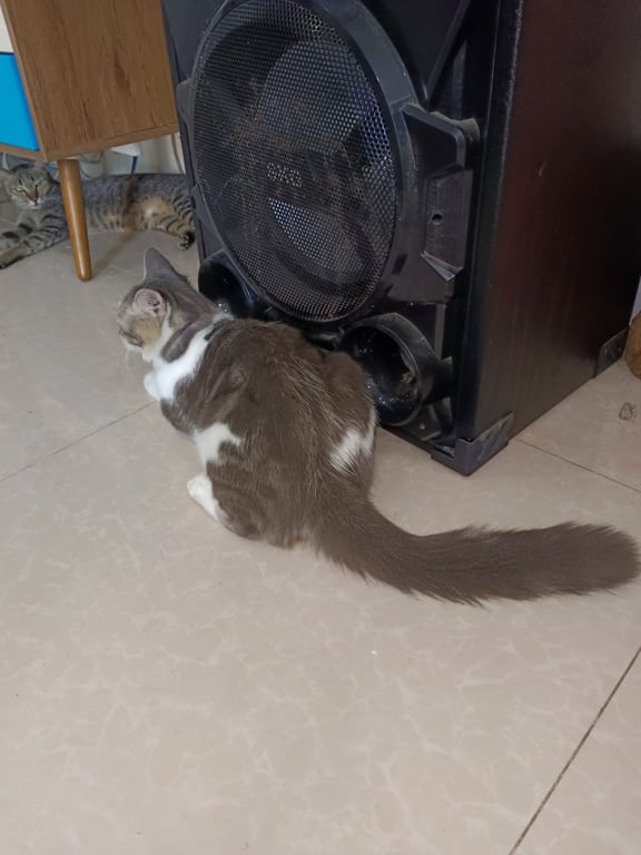 ตามหาเจ้าของแมว 