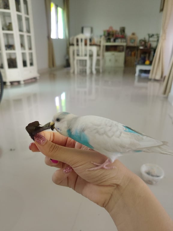 สีฟ้า