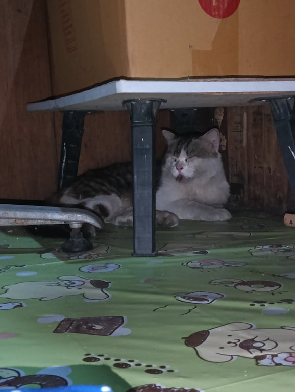 ตามหาเจ้าของแมว แมวขนไม่ยาวมากแต่หางจะยาวและขนหางฟู ตัวสีขาว ช่วงหลังจะสีลายๆเทาๆ