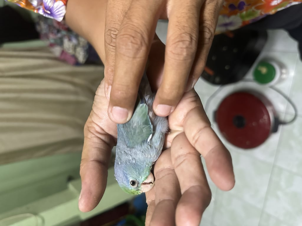 ตามหาเจ้าของนก ประกาศตามหาพ่อแม่น้องค่ะ
#พิกัดเจริญกรุง85

ใครที่เป็นเจ้าของขอให้มีหลักฐานมายืนยันเพื่อรับตัวน้องกลับบ้าน มีห่วงที่ขาแต่ไม่มีชื่อค่ะ 

#นกหาย