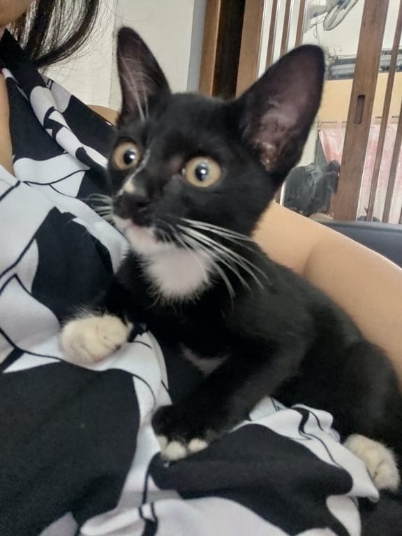 ตามหาเจ้าของแมว ขาวดำ ใส่ถุงเท้าขาว4ข้าง มีใผใต้ปากฝังขวา