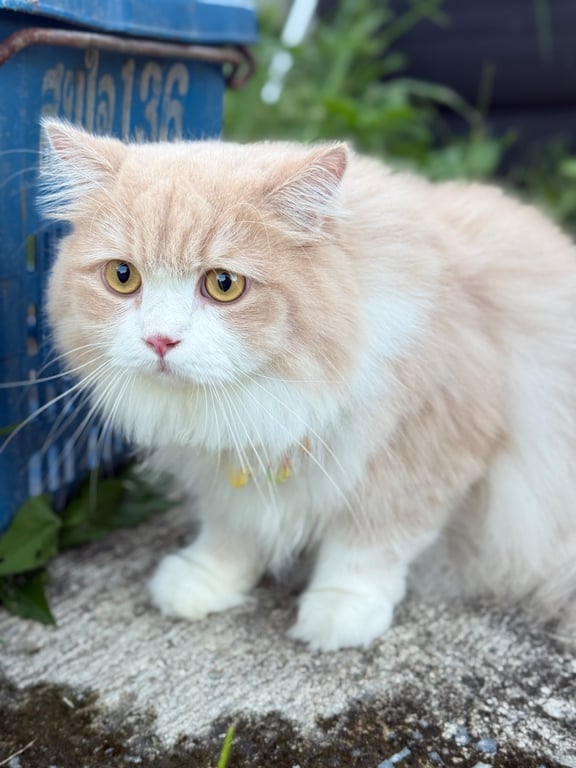 มีโซ