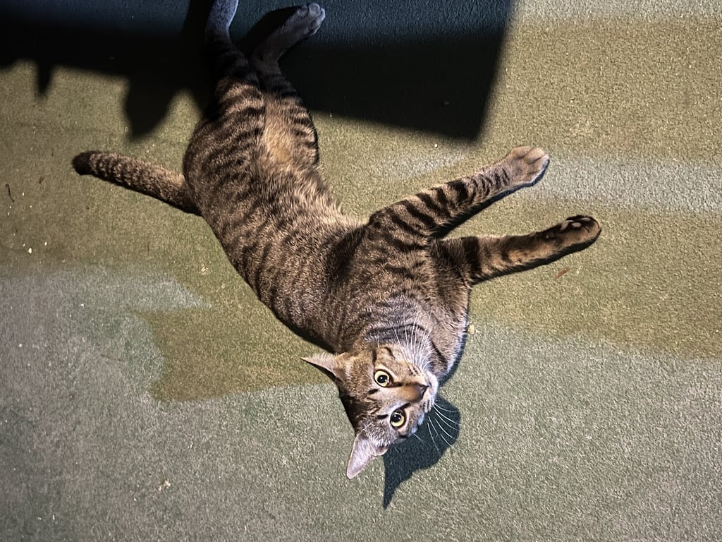 ตามหาเจ้าของแมว ขี้อ้อน ไม่กลัวคน ขนนิ่ม อายุราวๆ 2-3 ปี เพศผู้ยังไม่ทำหมัน