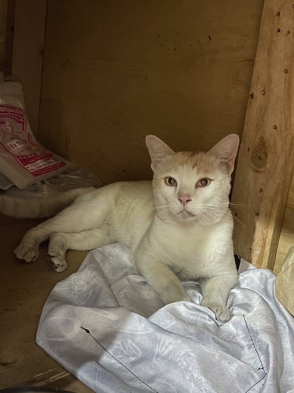 ตามหาเจ้าของแมว น้องหลงมาช่วงปีใหม่ ประกาศตามหาเจ้าของแล้ว แต่ไม่มีคนติดต่อมา นิสัย ขี้อ้อน ขี้กลัว ติดคน ชอบเลียหัว อ้วนมีพุง หน้ากลม