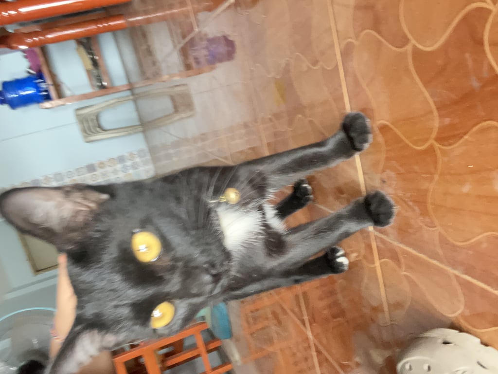 ตามหาเจ้าของแมว ตัวสีดำ น่าจะยังไม่ได้ทำหมันค่ะ น้องขี้อ้อนติดคนมากเลยคิดว่าน่าจะมีเจ้าของ