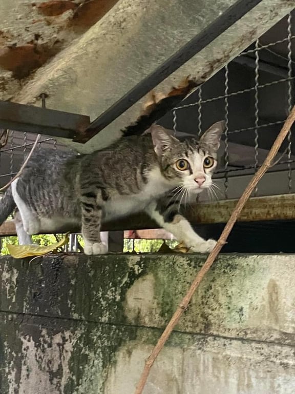 ตามหาเจ้าของแมว เพศเมียไม่ทราบอายุ ขี้อ้อน ติด skinship ทำวัคซีนแล้ว