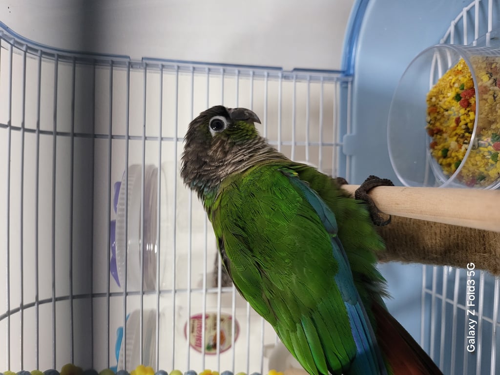 ตามหาเจ้าของนก 