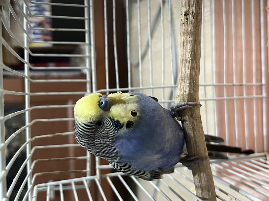 ตามหาเจ้าของนก พบที่คอนโดประชานิเวศน์ 1