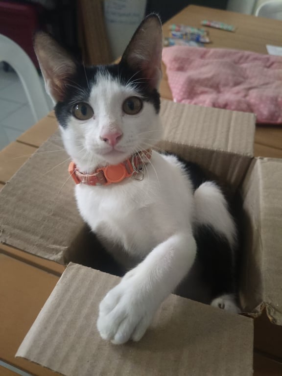 มอลลี่