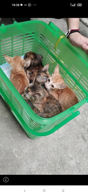 ตามหาเจ้าของแมว ลูกแมวอายุ 2 เดือน ทำวัคซีนพิษสุนัขบ้าแล้ว ส่วนแม่แมวอายุ 10-11 เดือน ทำหมัน+ทำวัคซีนพิษสุนัขบ้าและลูคีเมียแล้ว