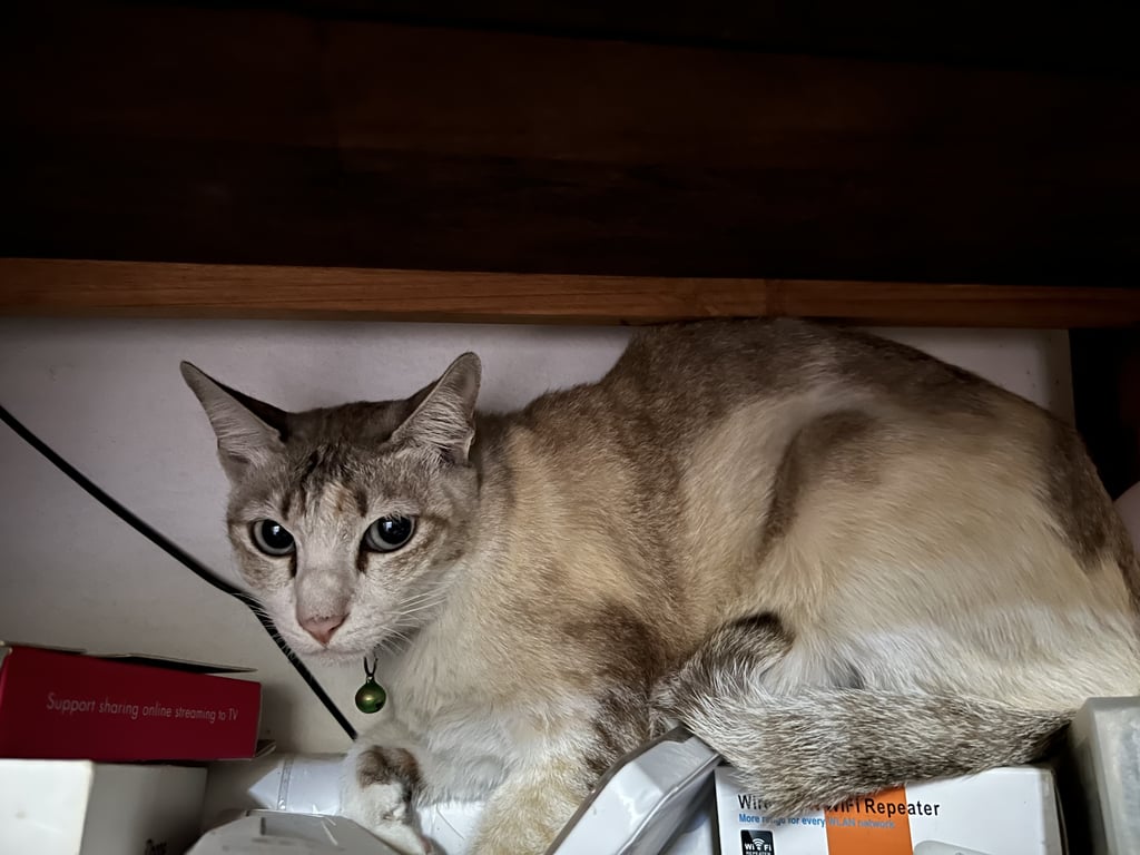 ตามหาเจ้าของแมว น้องเป็นแมวเรียบร้อย ไม่กัดไม่ข่วน แต่ขี้กลัว ไม่ยอมให้จับค่ะ