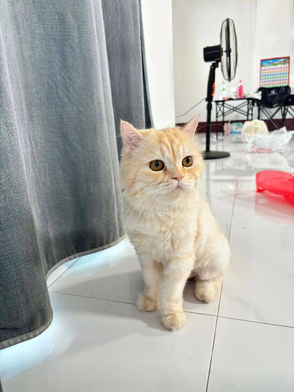 แซลมอน