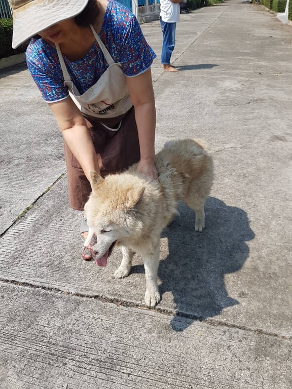 ตามหาเจ้าของหมา หลงมาที่หมู่บ้านพิมุกต์1 ต.สันทรายน้อย อ.สันทราย จ.เชียงใหม่