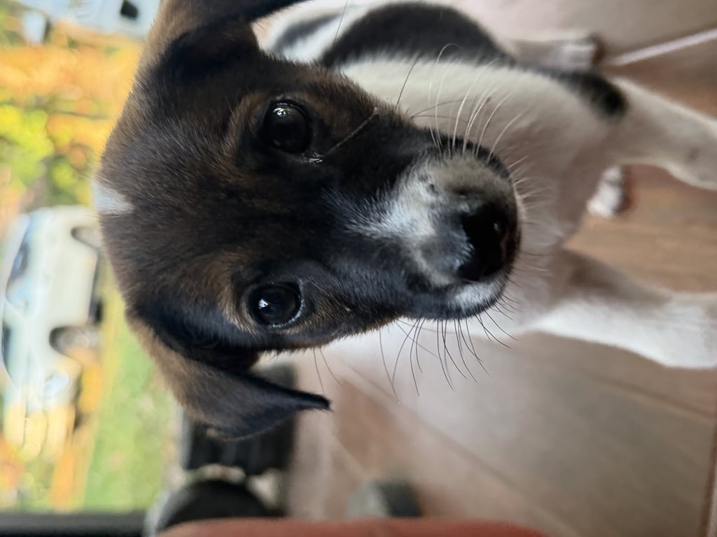 ตามหาเจ้าของหมา ให้ฟรีส่งฟรีในจังหวัดกระบี่และใกล้เคียง