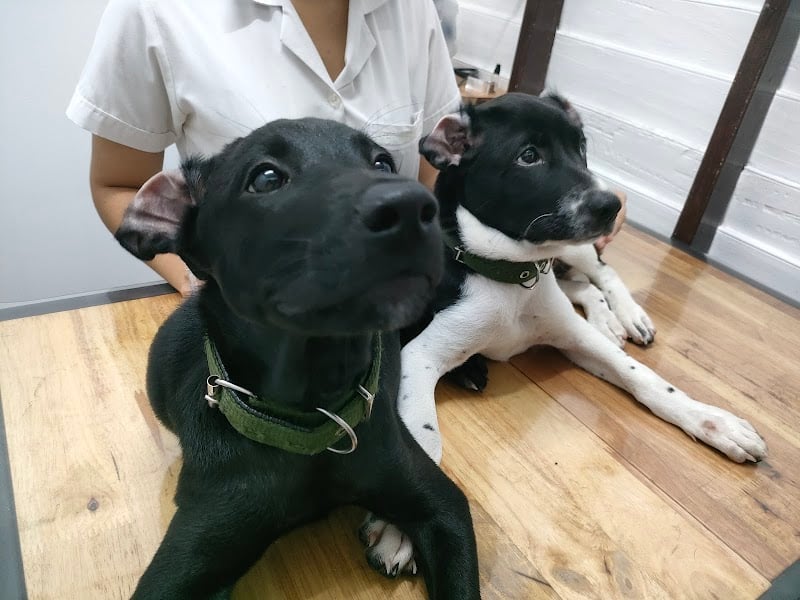 คลินิกรักษาสัตว์ พอว์พอว์เพ็ทคลินิก (PAWPAWPET Clinic)